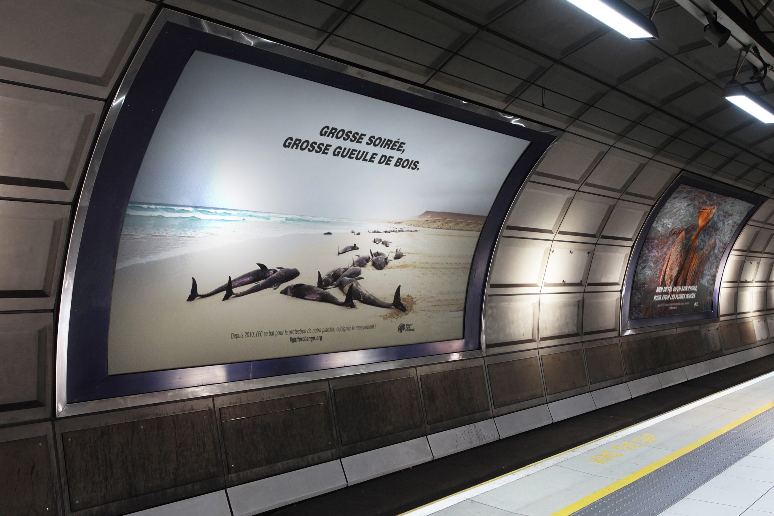 Photographie d'une bande de dauphins échoués et éventrés sur la plage, accompagnée de la phrase "grosse soirée, grosse gueule de bois". En dessous se trouve une phrase incitant à agir pour la planète avec le site internet de l'association FFC. En bas à gauche du visuel se trouve le logo de l'association.